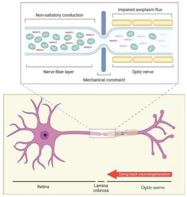 Bioenergetic threats behind glaucomatous neurodegeneration