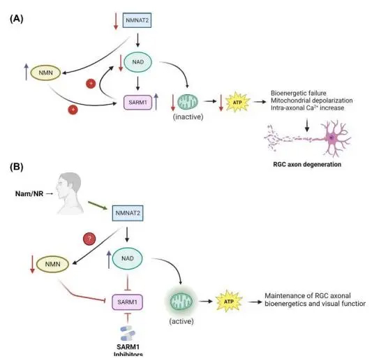 Therapeutic effect of NAD precursor (NMN) on glaucoma