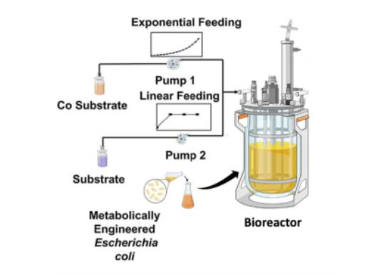 Bacterial fermentation