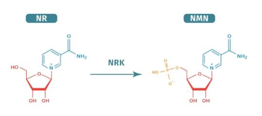 Enzymatic conversion