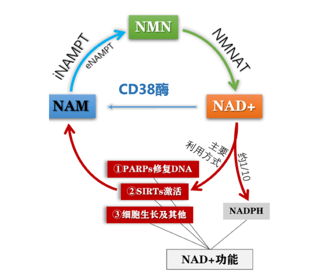Figure: Transformation and utilization pathways of NMN in vivo