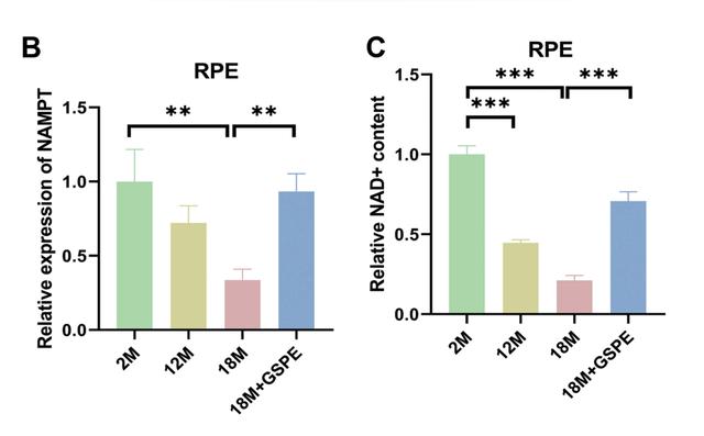 Figure: Proanthocyanins can activate transferases and increase NAD+levels