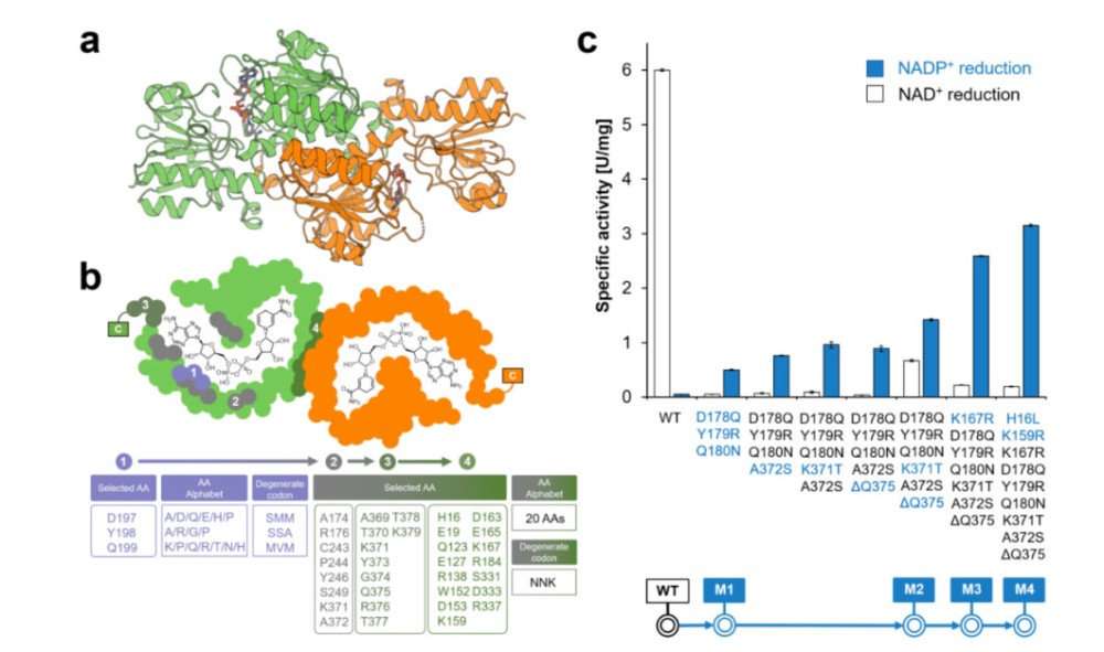 Figure 1. Protein structure and mutation evolution path of CdFDH