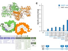 How to solve the key pain point of synthetic biology - efficient NADPH regeneration system