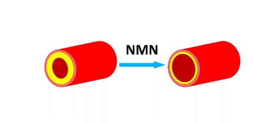 NMN: Life Code or IQ tax? Reveal the latest research progress