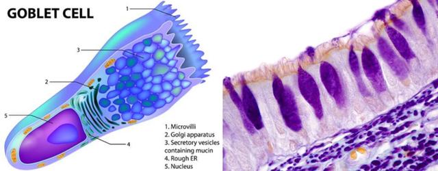 Figure 2 shows a goblet cell