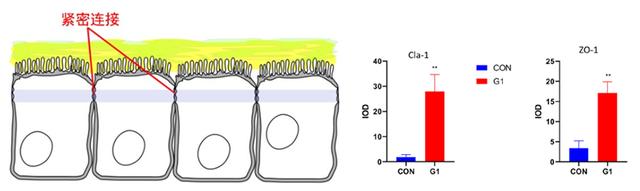 Figure 4 NMN significantly increased the ex<i></i>pression levels of the tight junction proteins Claudin-1 and ZO-1 in the gut of mice