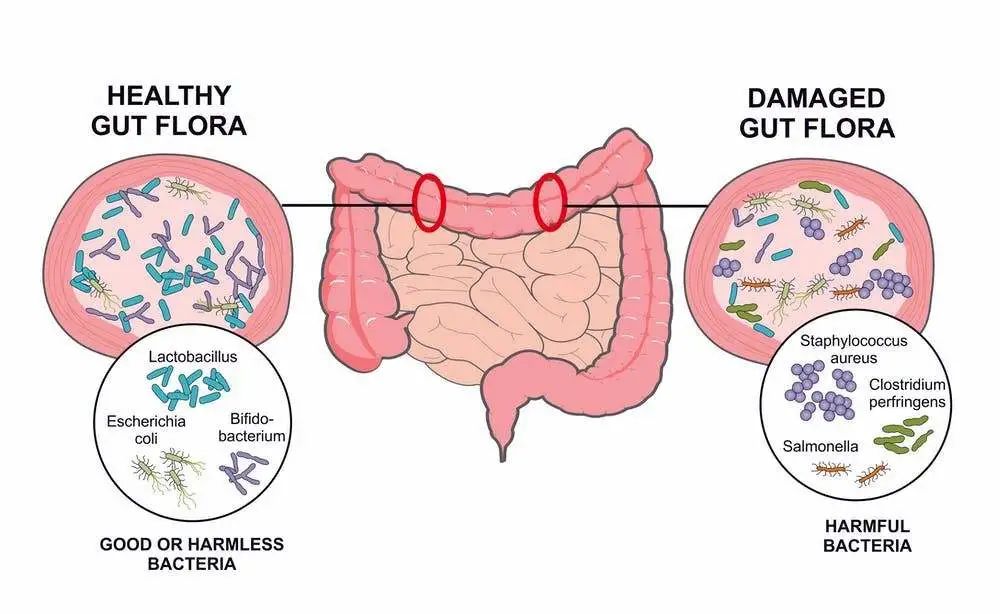 NMN improves intestinal function in many ways, making the intestine younger!