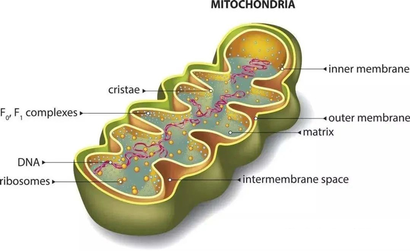 mitochondria