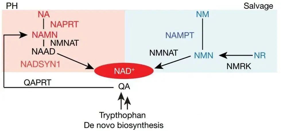 NAD+