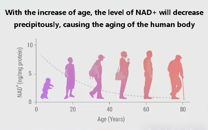With the increase of age, the level of NAD+ will decrease precipitously, causing the aging of the human body