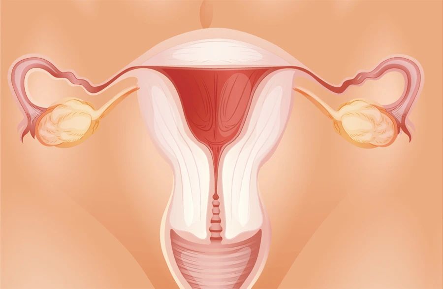 NAD+ promotes ovarian youth