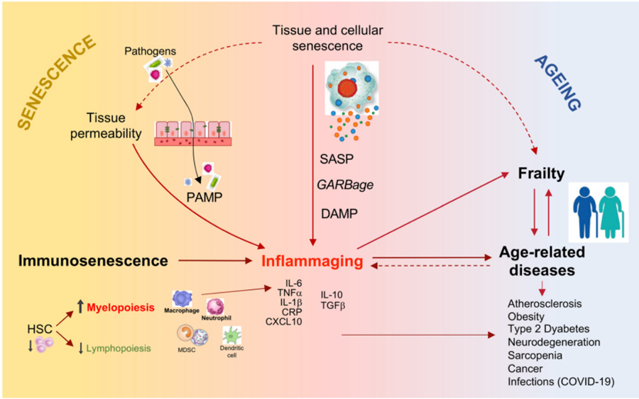 How does NMN delay aging?