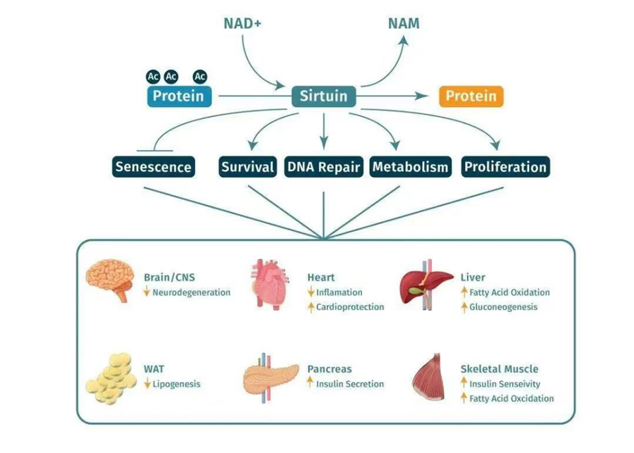 The central role of NMN