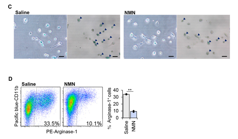 Anti-cancer mechanism of NMN