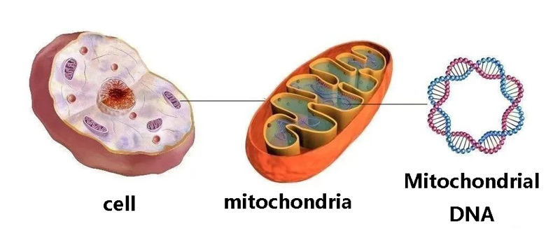 Improving mitochondrial NMN restores youth