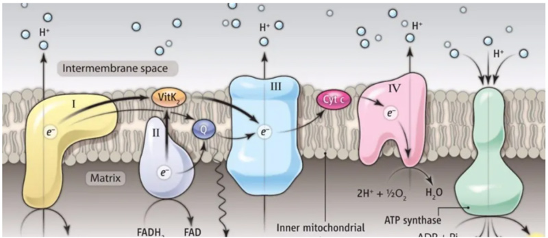 Impaired respiratory chain function