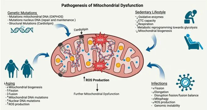 NAD+ is a key factor in improving mitochondrial function and delaying aging