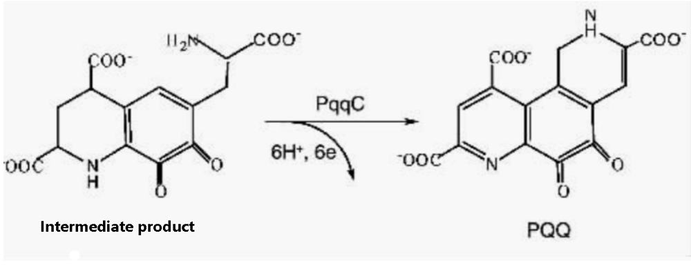 PQQ is recognized as king of immunity in global biological community