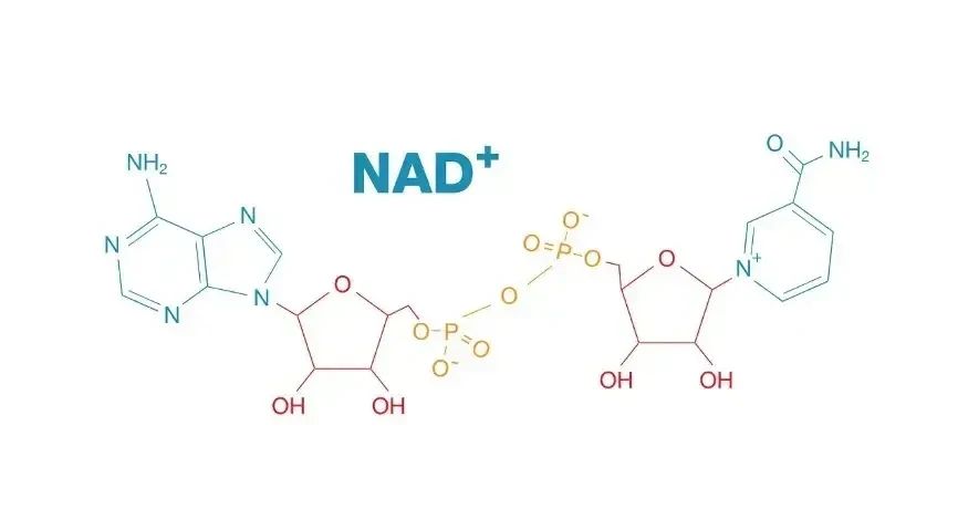 NAD+