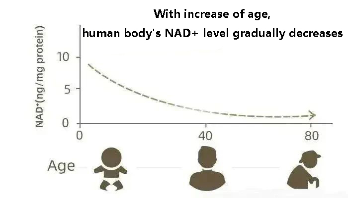 With the increase of age, the human body<i></i>'s NAD+ level gradually decreases
