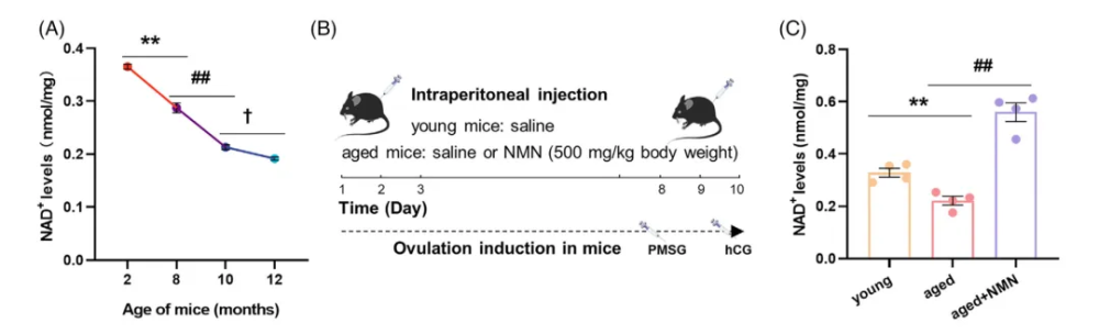 Ovarian NAD+ levels decline with age (A) Ovarian NAD+ levels significantly increased after short-term NMN supplementation (C)
