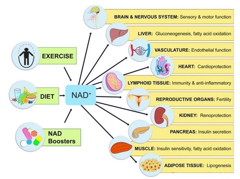 Therapeutic Potential of NAD+-Boosting Molecules: The In Vivo Evidence. Cell me<i></i>tabolism. Luis Rajman, etc al.