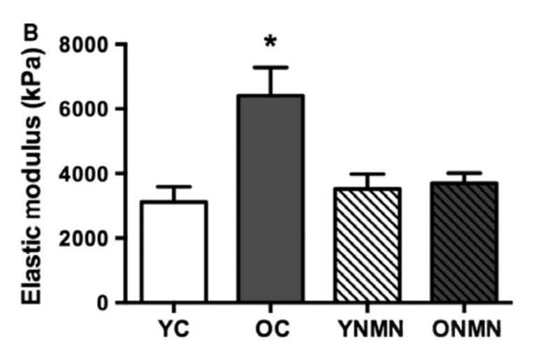 Older mice that receive NMN (ONMN) have more elastic blood vessels than older mice that do not receive NMN (OC). YC: Young mice that do not receive NMN. YNMN: Young mice receiving NMN. Source: Niacinamide mo<i></i>nonucleotide supplements preserved vascular dysfunction and oxidative stress in older mice. Old Cell, 2016.