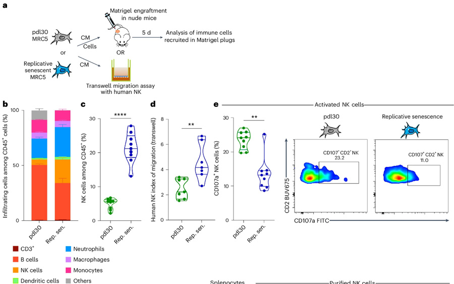 New research uncovers the secret of immune escape in senescent cells
