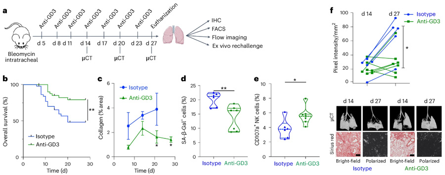 New research uncovers the secret of immune escape in senescent cells
