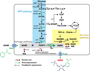 Pathway of NMN biosynthesis in Escherichia coli