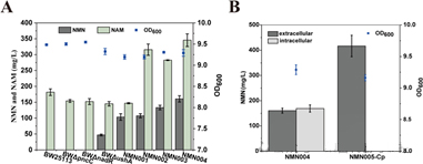me<i></i>tabolic engineering modification of NMN production. (A) Effect of deletion of competing pathway genes on NMN synthesis. (B) Effect of NMN transporter BmPnuC on NMN synthesis.