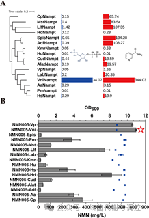 Screening for exogenous NAMPT enzyme to produce NMN in E. coli