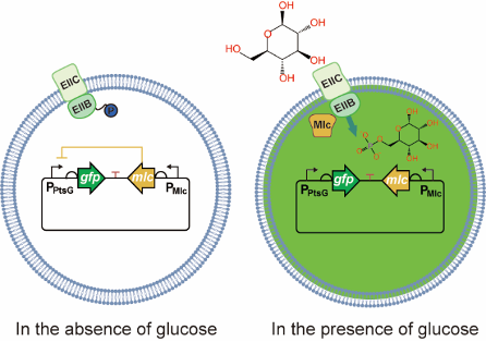Schematic diagram of development strategy of biosensing and regulatory elements for glucose uptake rate