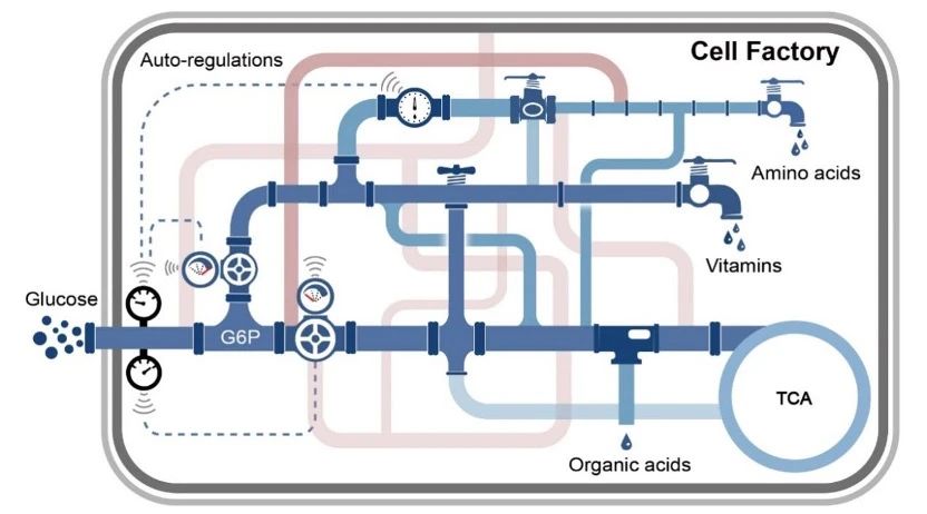 Glucose mo<i></i>nitoring and dynamic regulation system improves the biosynthesis of amino acids, vitamins and organic acids