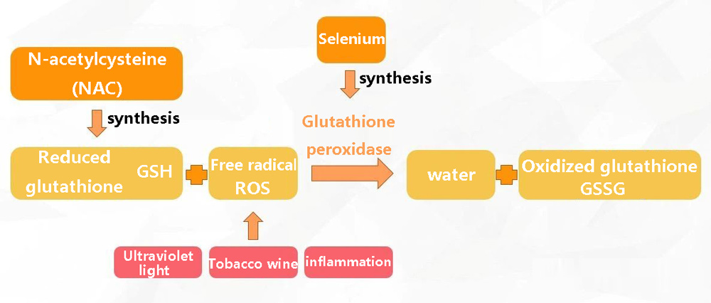 N-acetylcysteine (NAC) and Reduced Glutathione