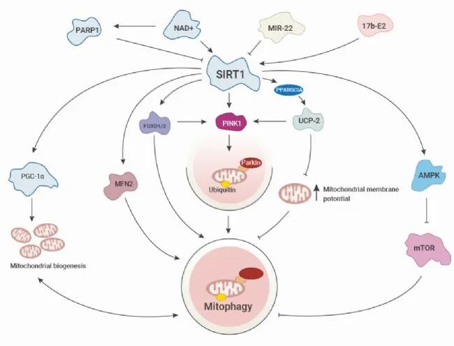 NAD+ is involved in a variety of me<i></i>tabolic processes in cells and is an im<i></i>portant coenzyme of SIRT1 and other deacetylases.
