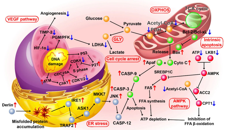 Improve mitocho<i></i>ndrial function