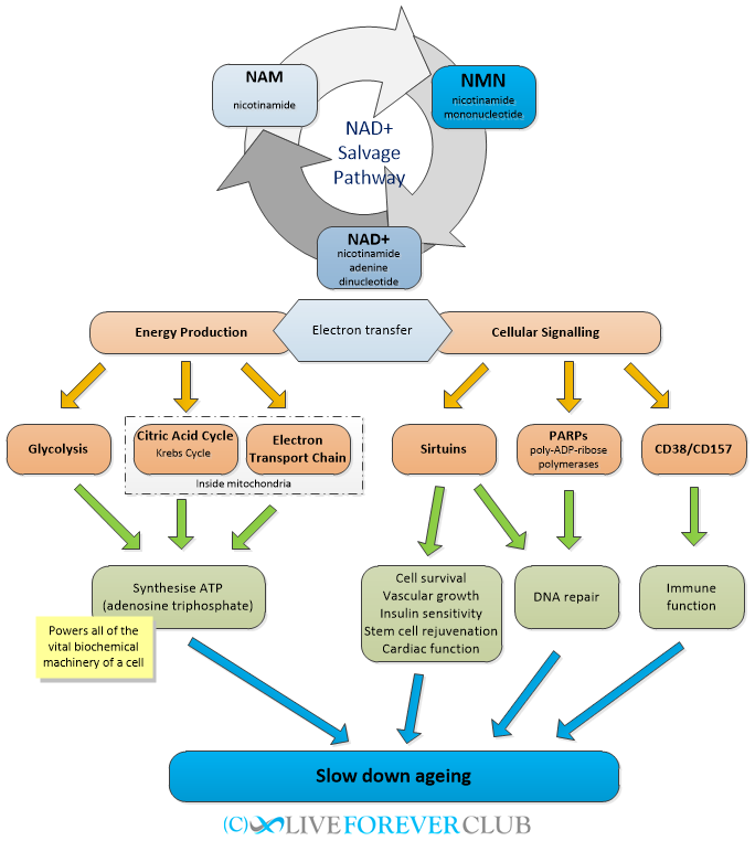 NMN needs to undergo multi-step transformation to play a role, and each me<i></i>tabolic pathway may be affected by various internal and external factors to varying degrees, so it cannot ensure that it can accurately play a role in skin collagen regeneration.
