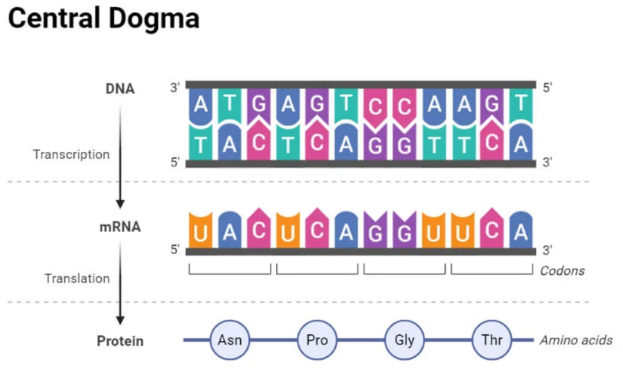Central Dogma