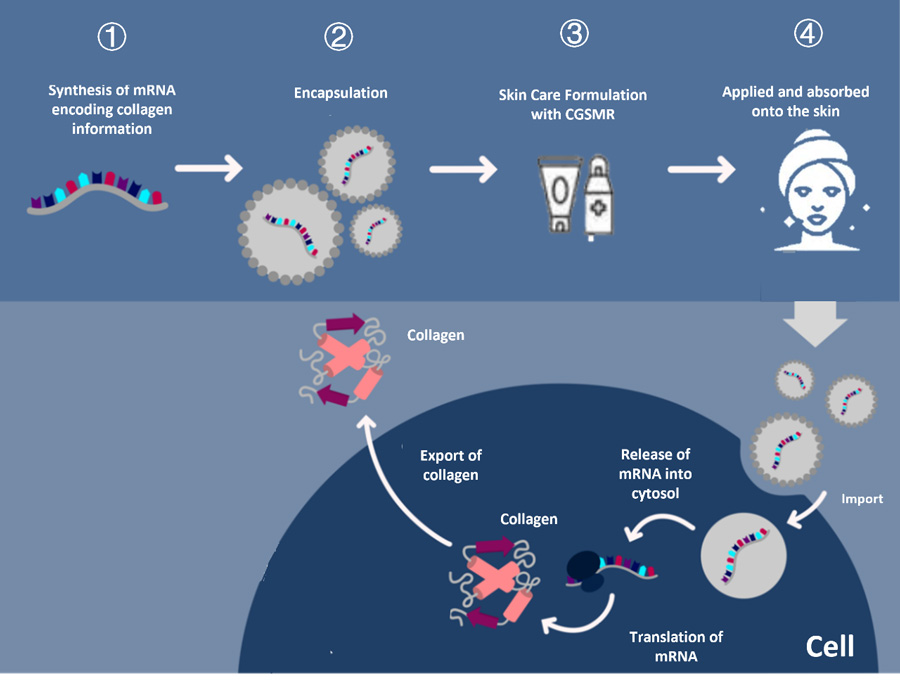 mRNA technology directly drives collagen production (Encoding mRNA sequence for collagen synthesis - assembly of CGSMR active factors co<i></i>ntaining mRNA - facial use/introduction - targeted delivery of mRNA into cells - mRNA guiding collagen synthesis)
