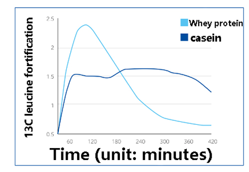 Figure 1: Whey protein is absorbed faster, while casein is more durable