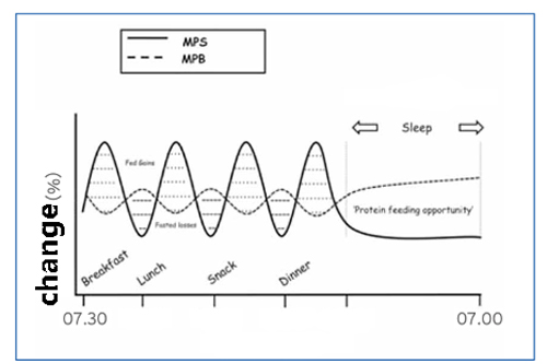 Figure 2: Diagram of Muscle Protein Synthesis (MPS) and Muscle Protein Breakdown (MPB) throughout the day.