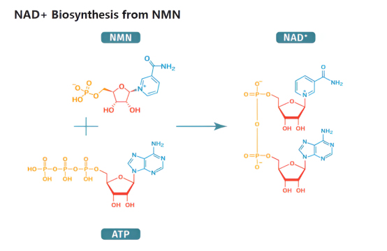 NMN: new favorite in scientific anti-aging, from cellular energy to organ revitalization