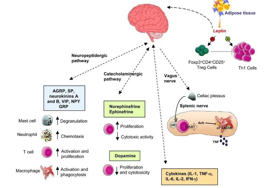 NMN regulates immune system